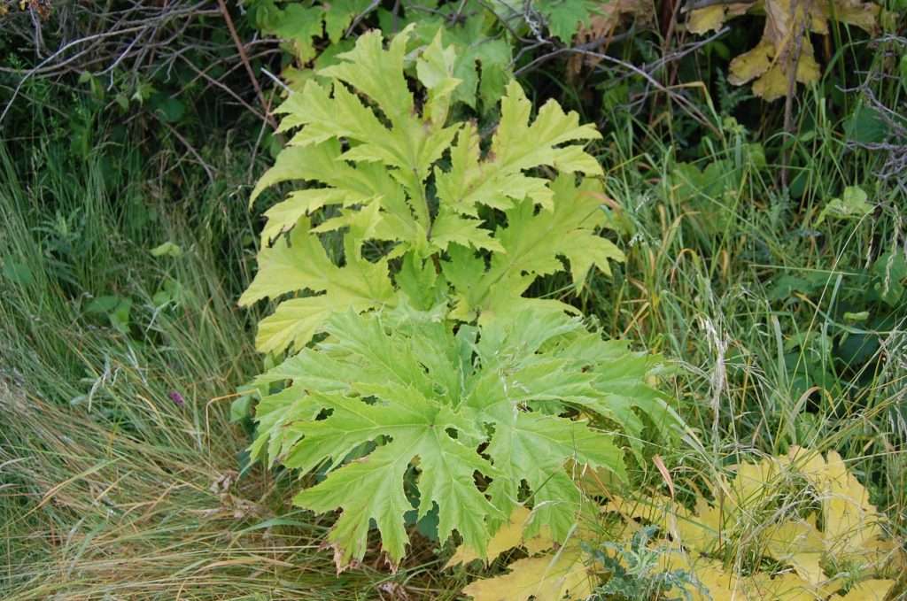 Achtung auf Sylt: Die Herkulesstaude breitet sich aus