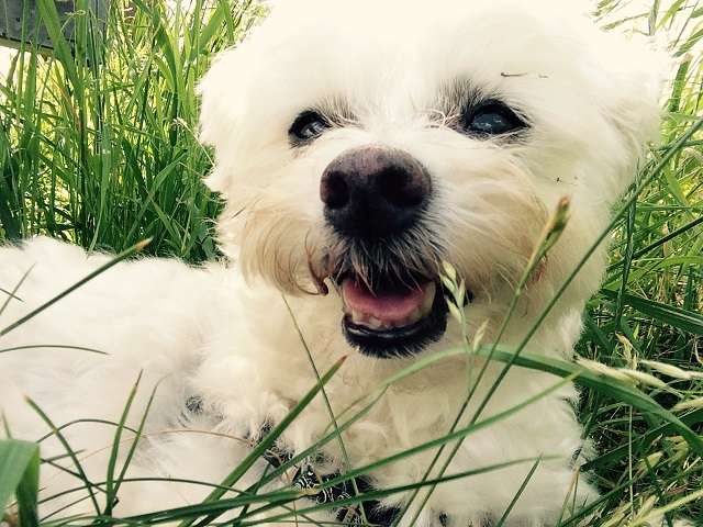 40 Kilometer Anlauf: Warum Ihr Border Collie auf Sylt den Verstand (und Sie die Leine) verliert. 62 Hunde auf Sylt