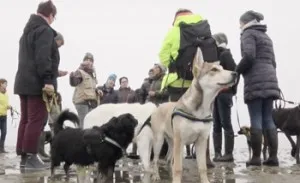 Mit dem Hund auf Sylt