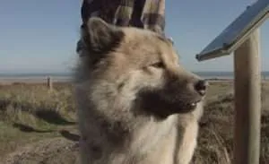 Mit dem Hund auf Sylt