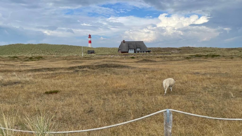 Sylt News: Immer wieder Hundeattacken am Ellenbogen