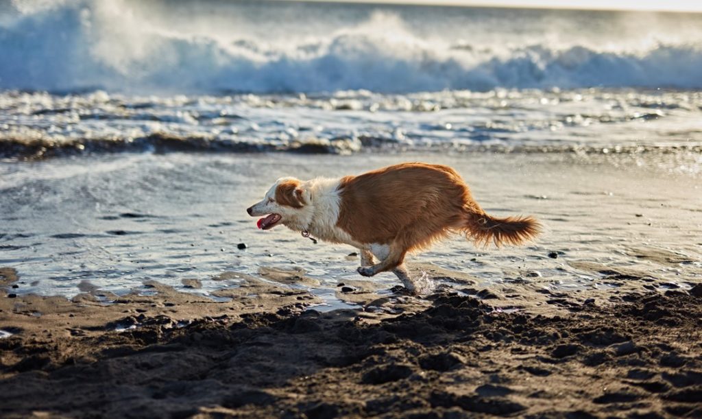 Mit dem Hund auf Sylt