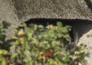 Das Sylter Immobilien-Beben: Anatomie einer notwendigen Krise 110 Reet Sylt