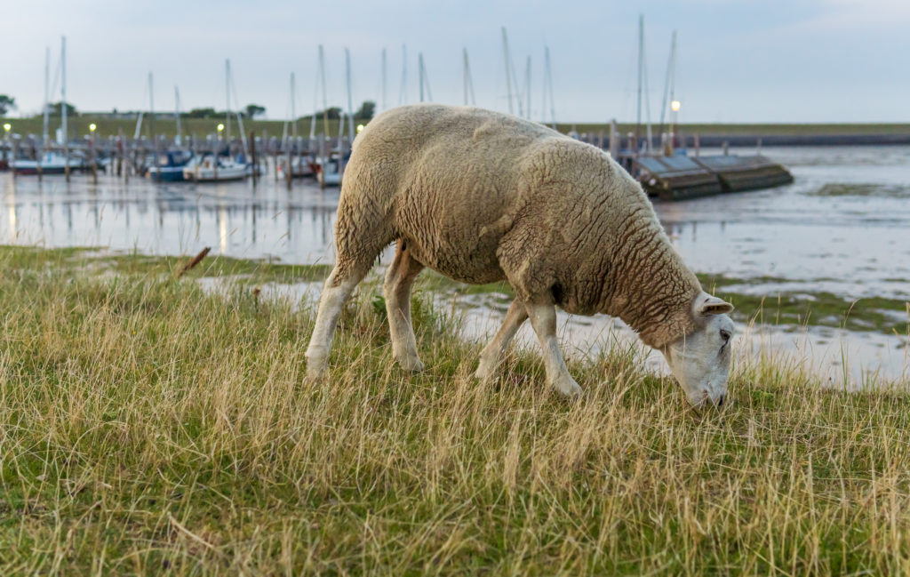 Lauf um das Rantumbecken endet im Krankenhaus