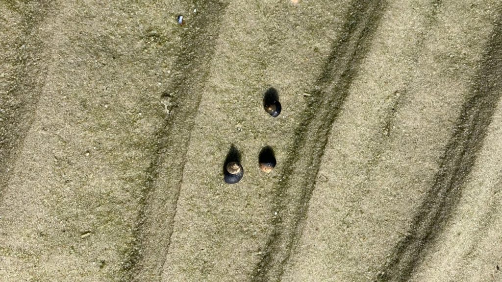 Sylt News. Extremes Niedrigwasser auf Sylt