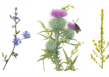 Pflanzenabgabe der Naturschutzgemeinschaft Sylt e.V.: Wildblumen für den Garten
