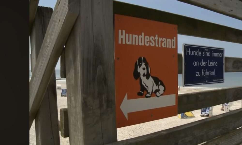 Hundestrände auf Sylt 2024 - vom Reizklima zum Reizthema