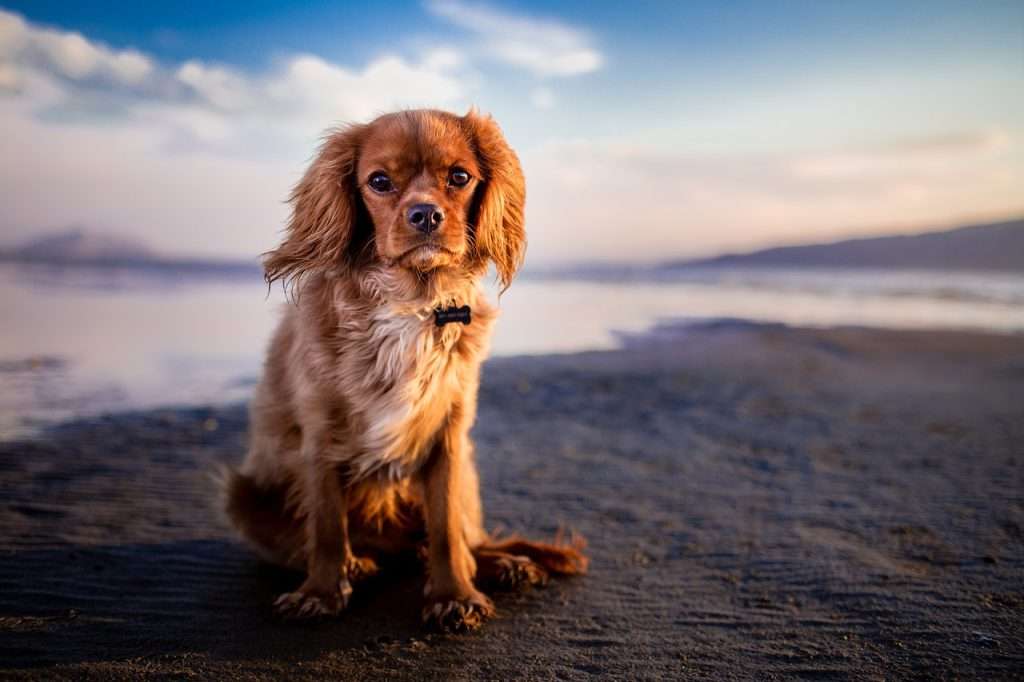 hundestraende-auf-sylt