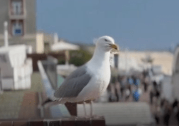 Sylt News und die Algorithmen