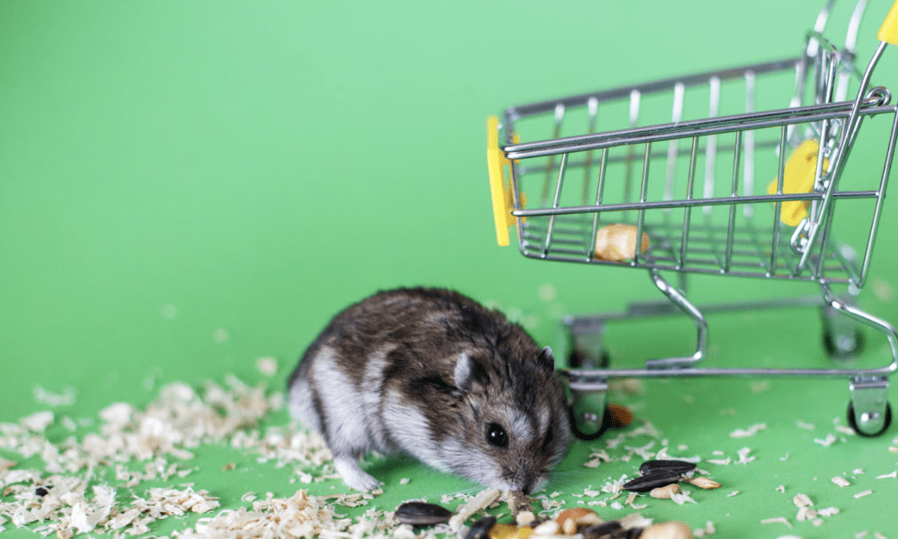 Überlebenskampf an der Fleischtheke: Der große Realitätscheck für Hamsterkäufer