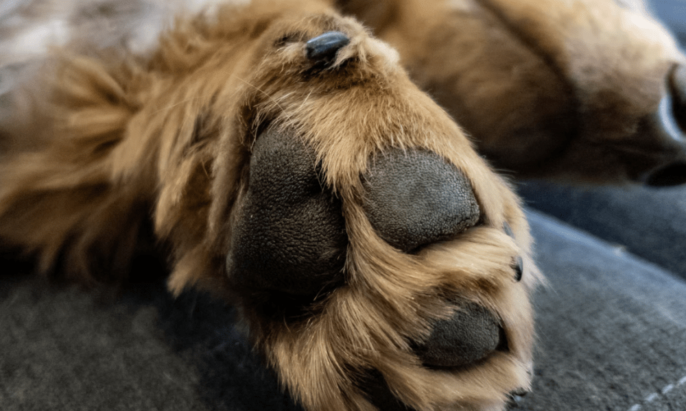 Pfoten in Not: Wenn das Streusalz den Sylter Winterspaziergang zur Qual macht