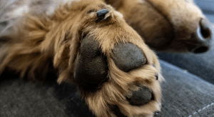 Pfoten in Not: Wenn das Streusalz den Sylter Winterspaziergang zur Qual macht