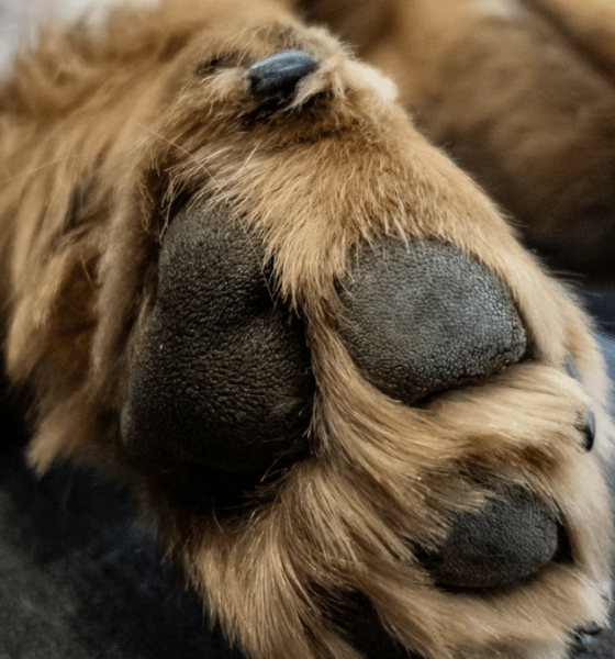 Pfoten in Not: Wenn das Streusalz den Sylter Winterspaziergang zur Qual macht