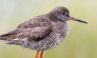 Fernglas raus und Schnabel auf: Winter-Date mit den gefiederten Hörnumern