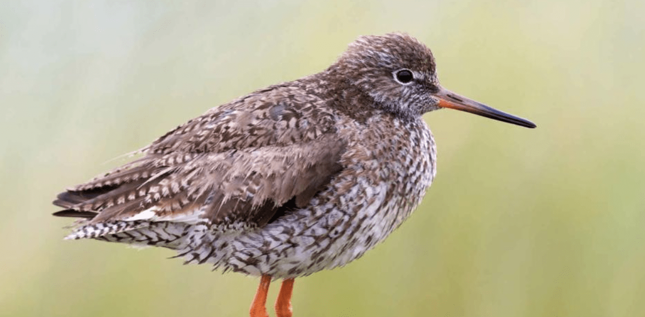 Fernglas raus und Schnabel auf: Winter-Date mit den gefiederten Hörnumern 105 Fernglas raus und Schnabel auf: Winter-Date mit den gefiederten Hörnumern