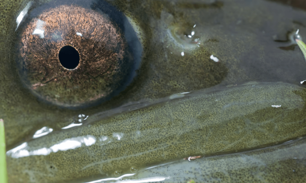 Großes Mampfen unter Wasser: Zu Gast bei den hungrigen Syltern