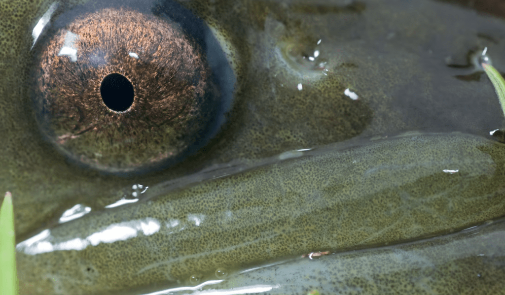 Großes Mampfen unter Wasser: Zu Gast bei den hungrigen Syltern