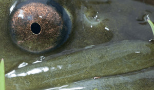 Großes Mampfen unter Wasser: Zu Gast bei den hungrigen Syltern