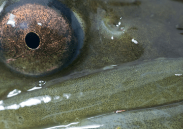 Großes Mampfen unter Wasser: Zu Gast bei den hungrigen Syltern