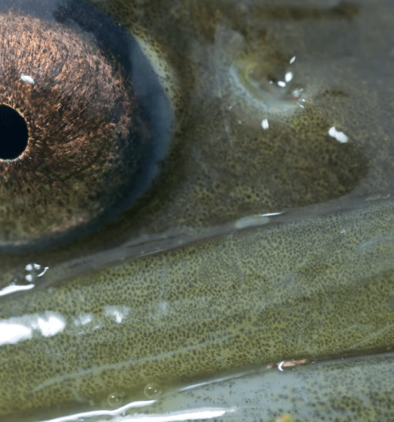 Großes Mampfen unter Wasser: Zu Gast bei den hungrigen Syltern