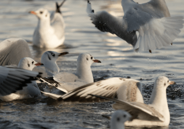 Großes Schnabel-Treffen am Deich: Wer zwitschert da im Rantumbecken?