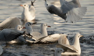 Großes Schnabel-Treffen am Deich: Wer zwitschert da im Rantumbecken?