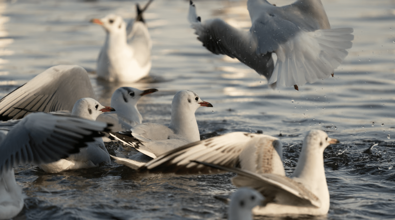 Großes Schnabel-Treffen am Deich: Wer zwitschert da im Rantumbecken? 105 Großes Schnabel-Treffen am Deich: Wer zwitschert da im Rantumbecken?
