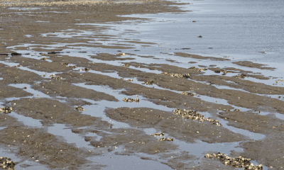 Lister Watt: Eine Schlammschlacht mit Niveau im hohen Norden