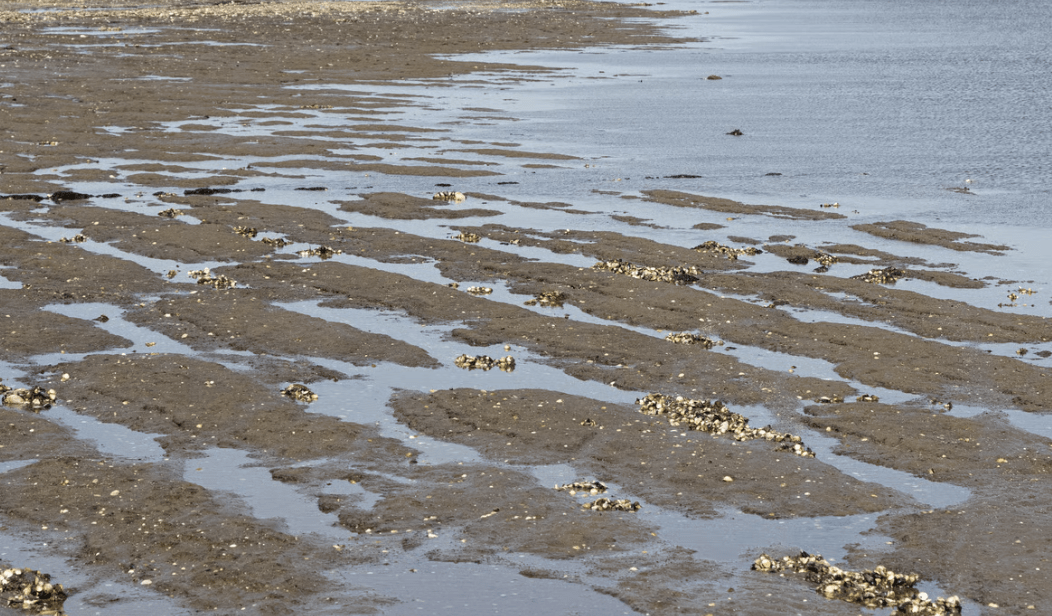 Lister Watt: Eine Schlammschlacht mit Niveau im hohen Norden 105 Lister Watt: Eine Schlammschlacht mit Niveau im hohen Norden