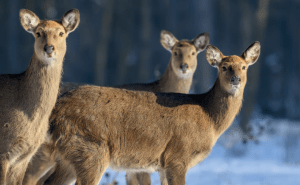 Stille Eroberer: Wenn Sylt im Winter wieder der Natur gehört