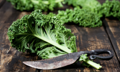 Pidder Lüng: Der Sylter Dickkopf als zeitloser Kompass