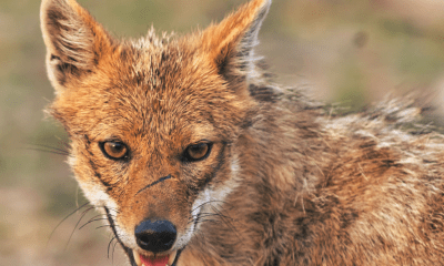 Manchmal schreibt das Leben auf Sylt Geschichten, die selbst ein Drehbuchautor für „Mord mit Aussicht“ nicht besser hinbekommen würde. Im Mittelpunkt: Ein Goldschakal, der im vergangenen Jahr in Keitum für ordentlich Wirbel (und 78 weniger glückliche Lämmer) sorgte. Jetzt hat das Verwaltungsgericht gesprochen, und wir lernen: Ein Schakal ist keine Person. Wer hätte das gedacht? Ein Tier ohne „guten Ruf“