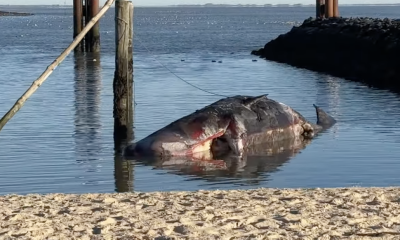 Das Rätsel des Sylter Pottwals: Tintenfische und Quecksilber