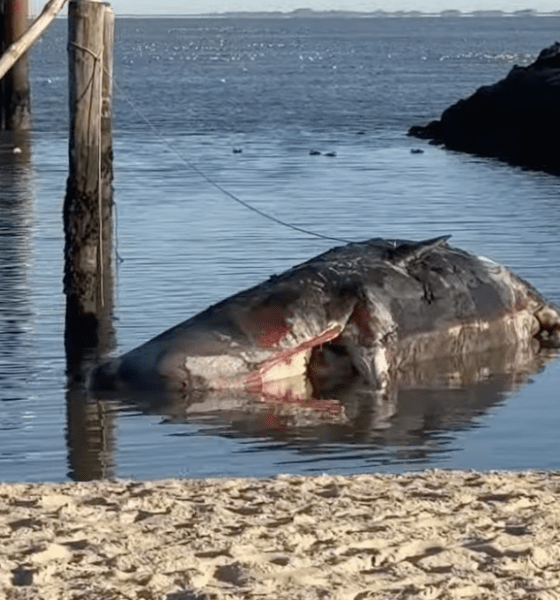 Das Rätsel des Sylter Pottwals: Tintenfische und Quecksilber