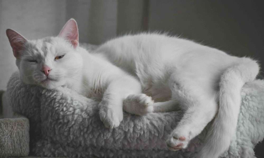 Katzenversicherung 2026 - Was Halter jetzt wissen sollten