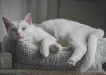 Katzenversicherung 2026 - Was Halter jetzt wissen sollten