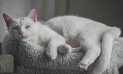 Katzenversicherung 2026 - Was Halter jetzt wissen sollten