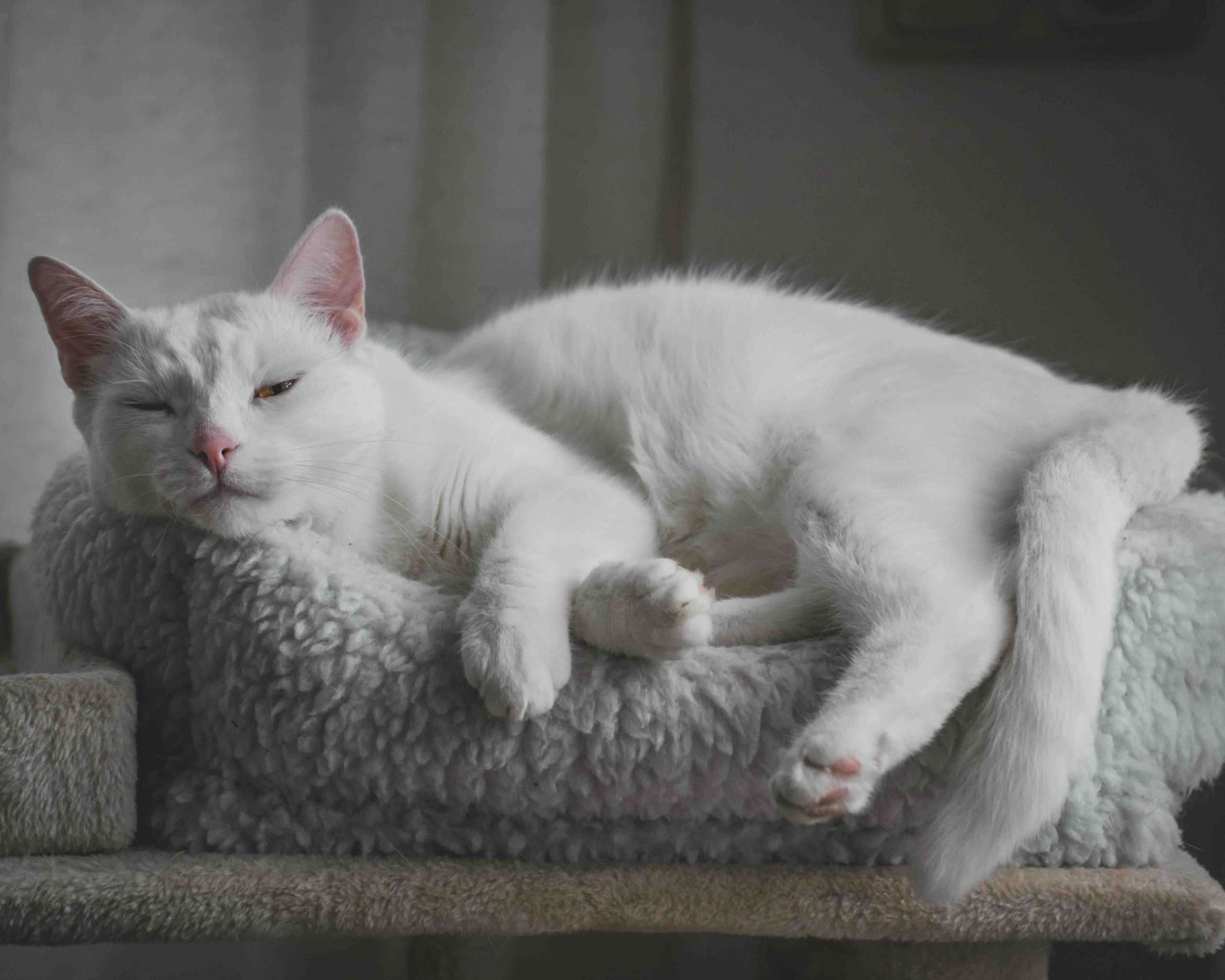 Katzenversicherung 2026 - Was Halter jetzt wissen sollten 6 Katzenversicherung 2026 - Was Halter jetzt wissen sollten