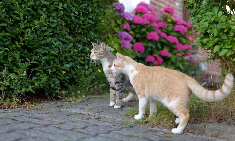 Urlaubsverlängerung „All Inclusive“: Kater Tommy bucht das Schubladen-Paket