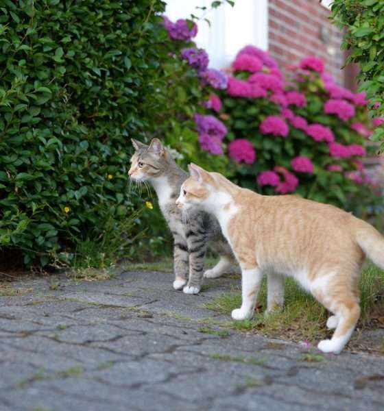 Urlaubsverlängerung „All Inclusive“: Kater Tommy bucht das Schubladen-Paket