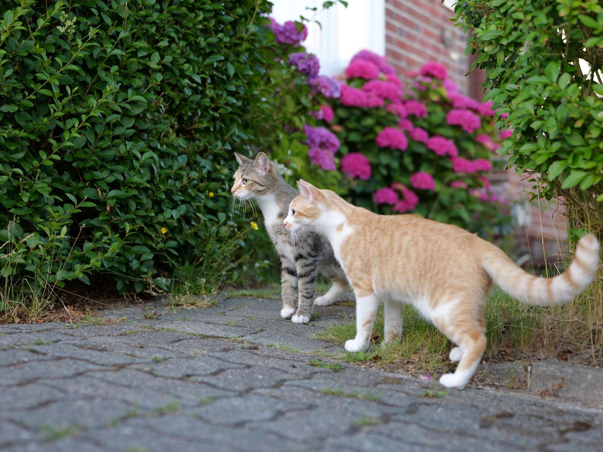 Urlaubsverlängerung „All Inclusive“: Kater Tommy bucht das Schubladen-Paket 8 Urlaubsverlängerung „All Inclusive“: Kater Tommy bucht das Schubladen-Paket