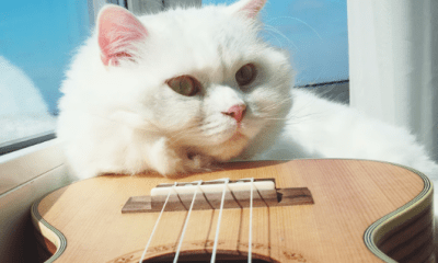 Giganten-Alarm in Westerland: Viertelcello und Zauberkatze rüsten zum Widerstand