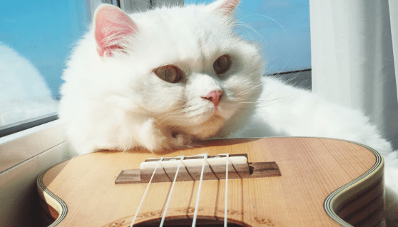 Giganten-Alarm in Westerland: Viertelcello und Zauberkatze rüsten zum Widerstand