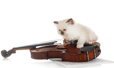 Giganten-Alarm in Westerland: Viertelcello und Zauberkatze rüsten zum Widerstand