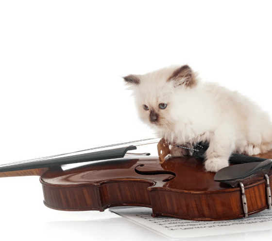 Giganten-Alarm in Westerland: Viertelcello und Zauberkatze rüsten zum Widerstand