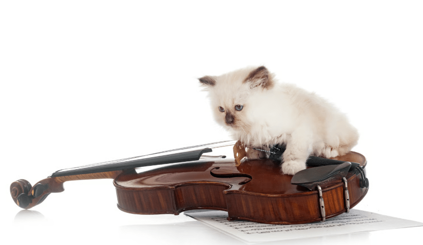 Giganten-Alarm in Westerland: Viertelcello und Zauberkatze rüsten zum Widerstand