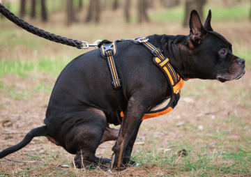 Küstenschutz mit Konsequenz: Warum Sylt-Besucher 2026 beim Gassigehen einfach sicher kalkulieren sollten