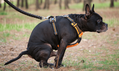 Küstenschutz mit Konsequenz: Warum Sylt-Besucher 2026 beim Gassigehen einfach sicher kalkulieren sollten