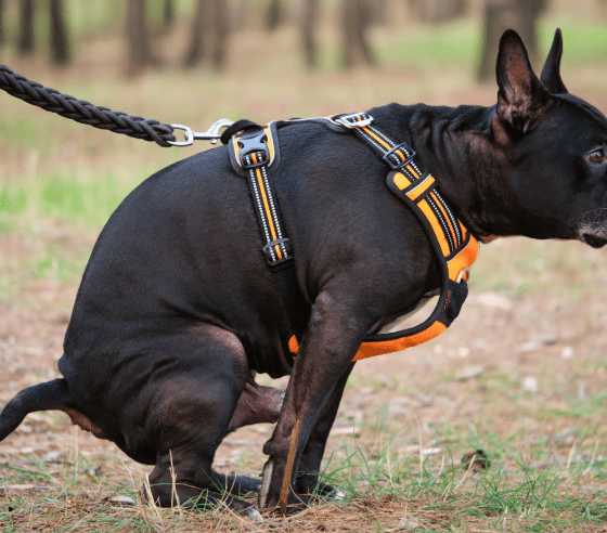 Küstenschutz mit Konsequenz: Warum Sylt-Besucher 2026 beim Gassigehen einfach sicher kalkulieren sollten