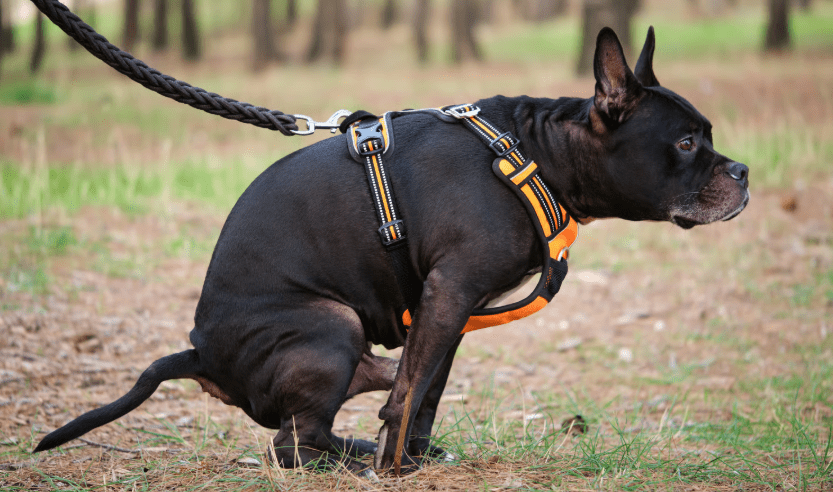 Küstenschutz mit Konsequenz: Warum Sylt-Besucher 2026 beim Gassigehen einfach sicher kalkulieren sollten
